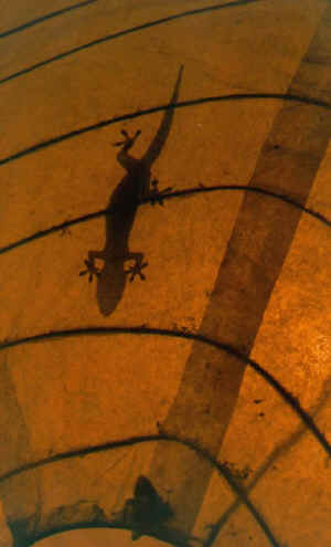 Gecko on Lampshade.jpg (54572 bytes)