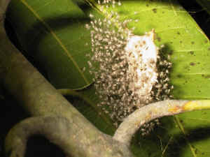 Spider's Nest with Babies Emerging.jpg (175764 bytes)
