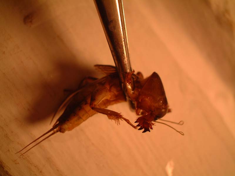 Flying Bitey Thing 