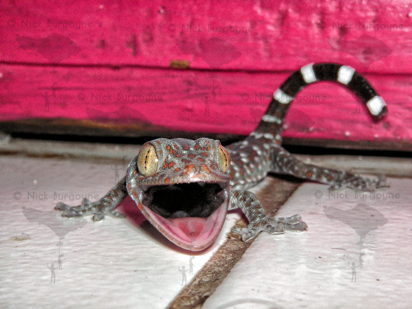 Tiny Baby Tokek Gecko 