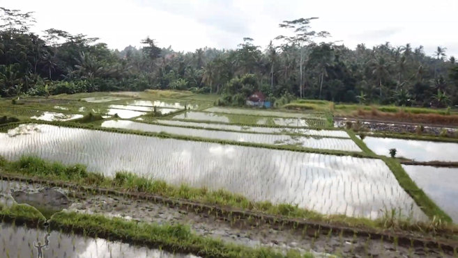 Rice Paddies By Drone - Watch on YouTube