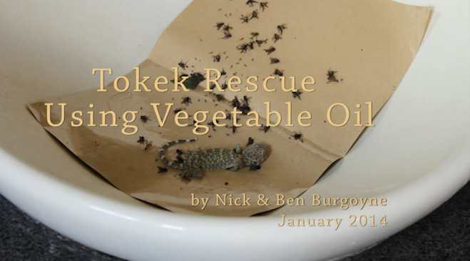 Vegetable Oil Tokek Gecko Rescue - Watch on YouTube