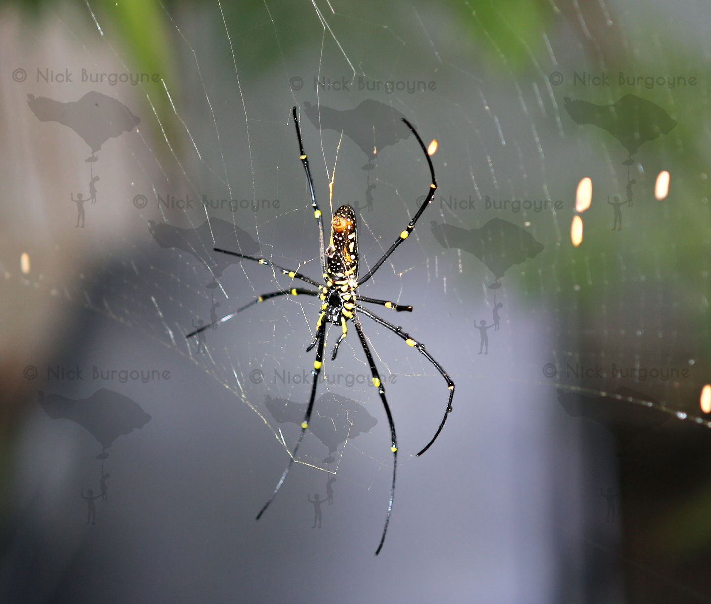 	Golden Silk Orb Web Spider	 