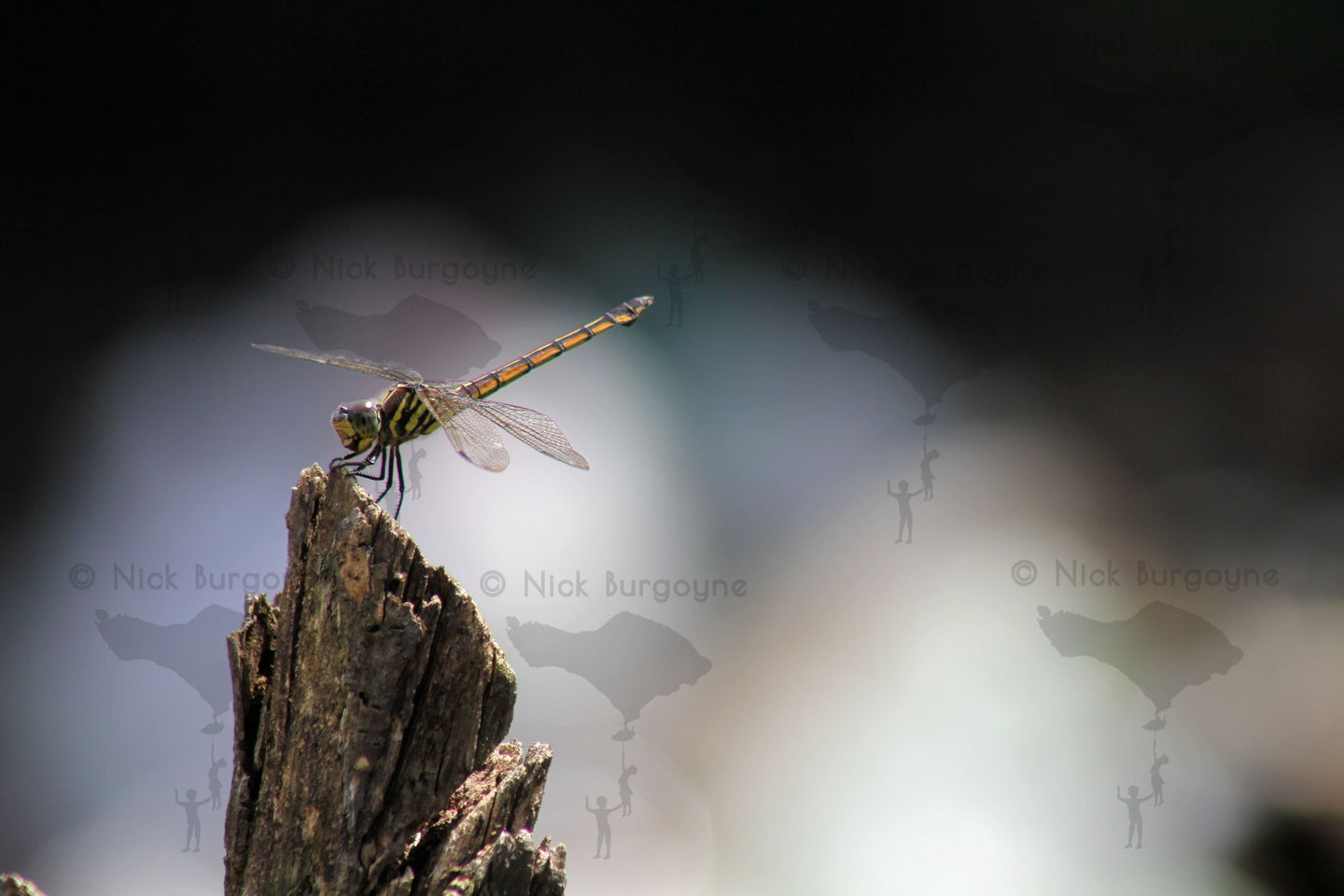 	Dragonfly on a Stump	 