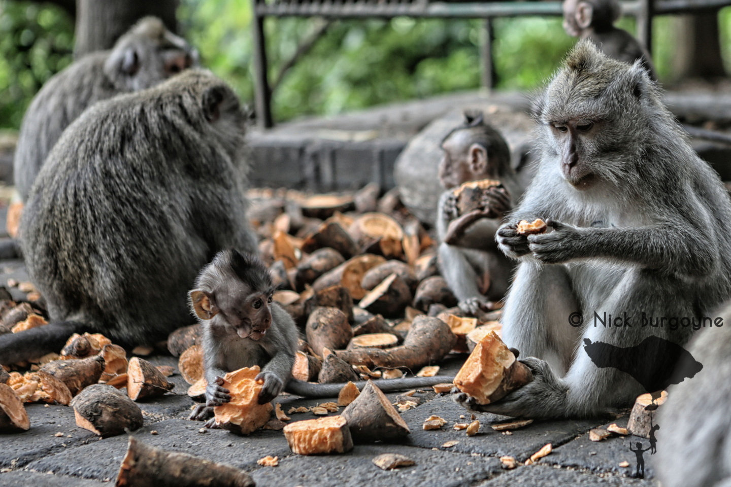 	Feeding Time, Monkey Forest, Ubud	 