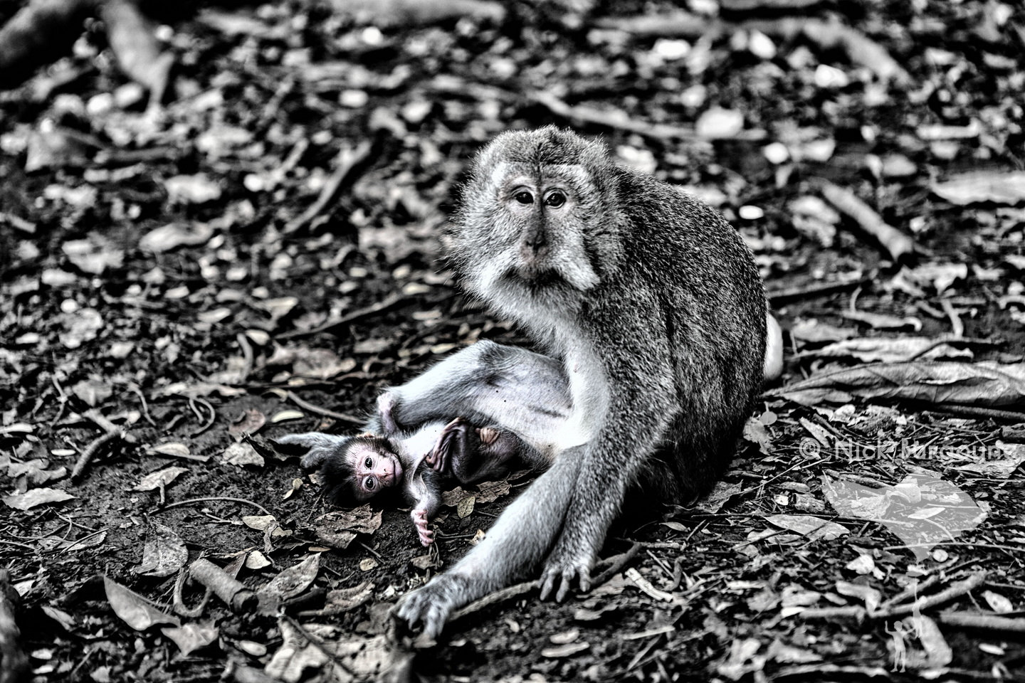 	Mother and Baby, Monkey Forest, Ubud	 