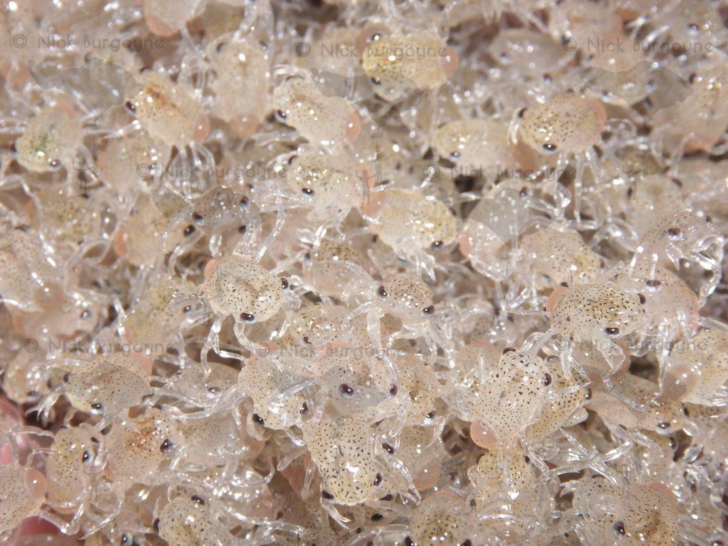 	Crab Larvae, Seminyak Beach	 