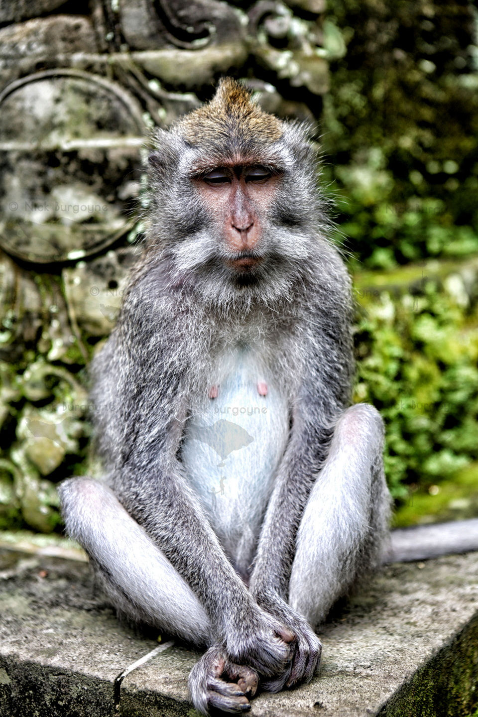 	Buddha Macaque, Monkey Forest, Ubud	 