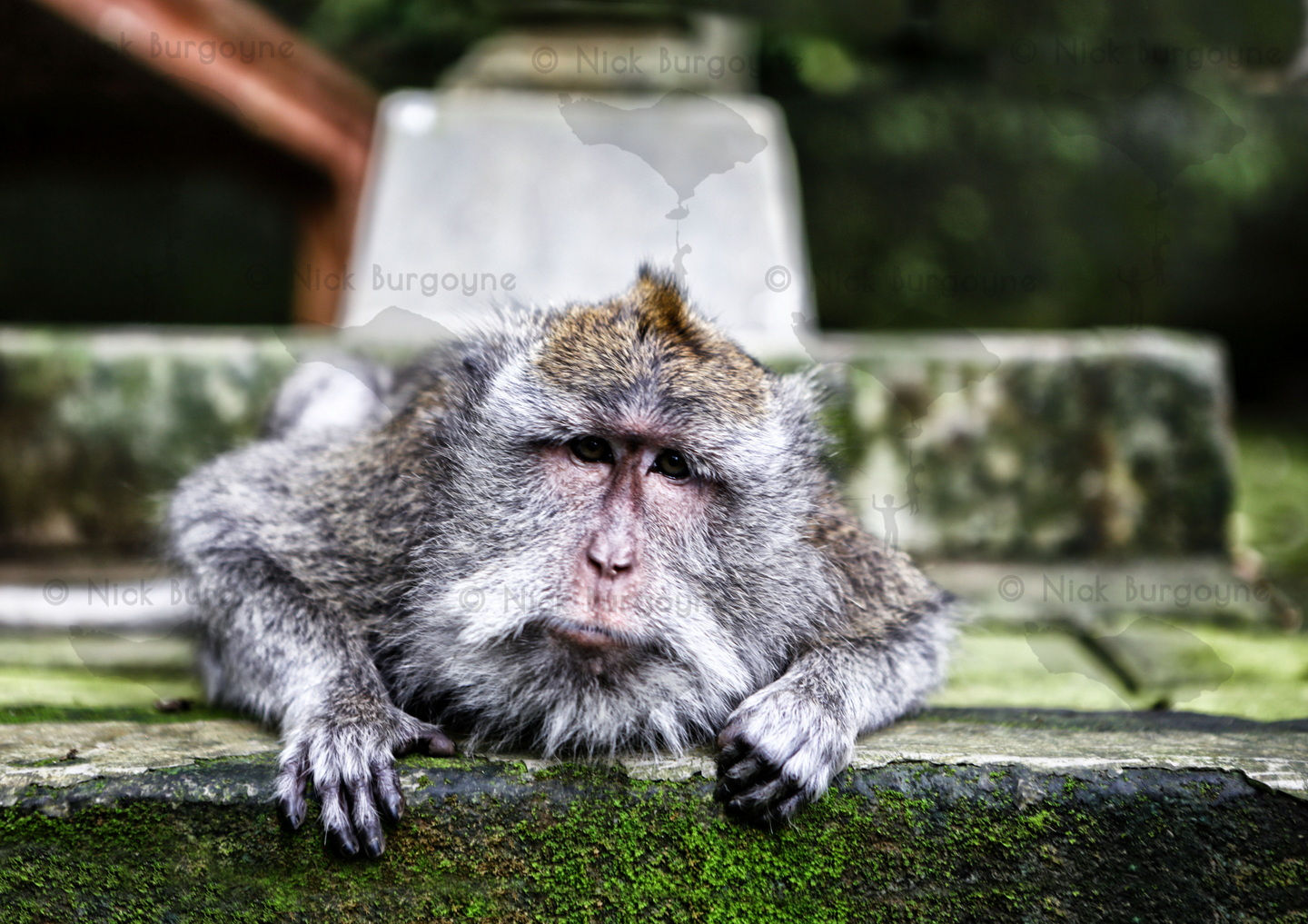 	The Staring Monkey, Monkey Forest, Ubud (mono)	 