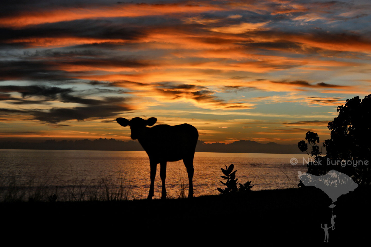 	Sunset Calf Pantai Nyani	 