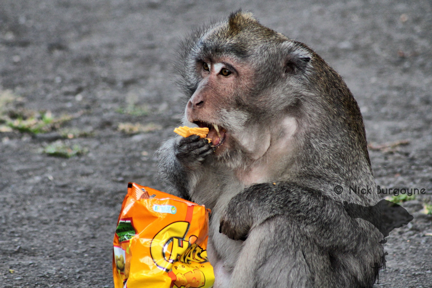 	The Monkey Who Stole Our Crisps	 