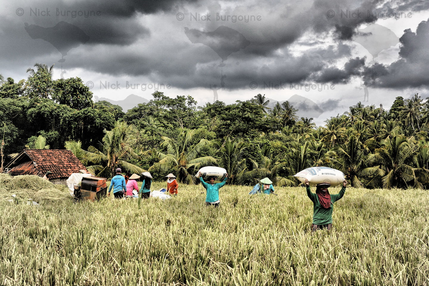 Bringing In The Rice Harvest, Belayu Valley 