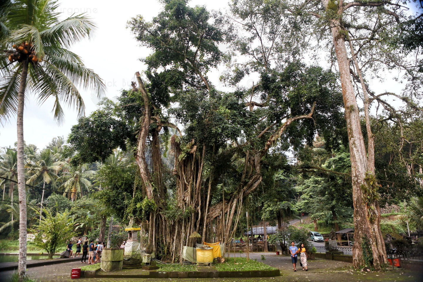	Another Big Tree - at Taman Mumbul Sangeh	 