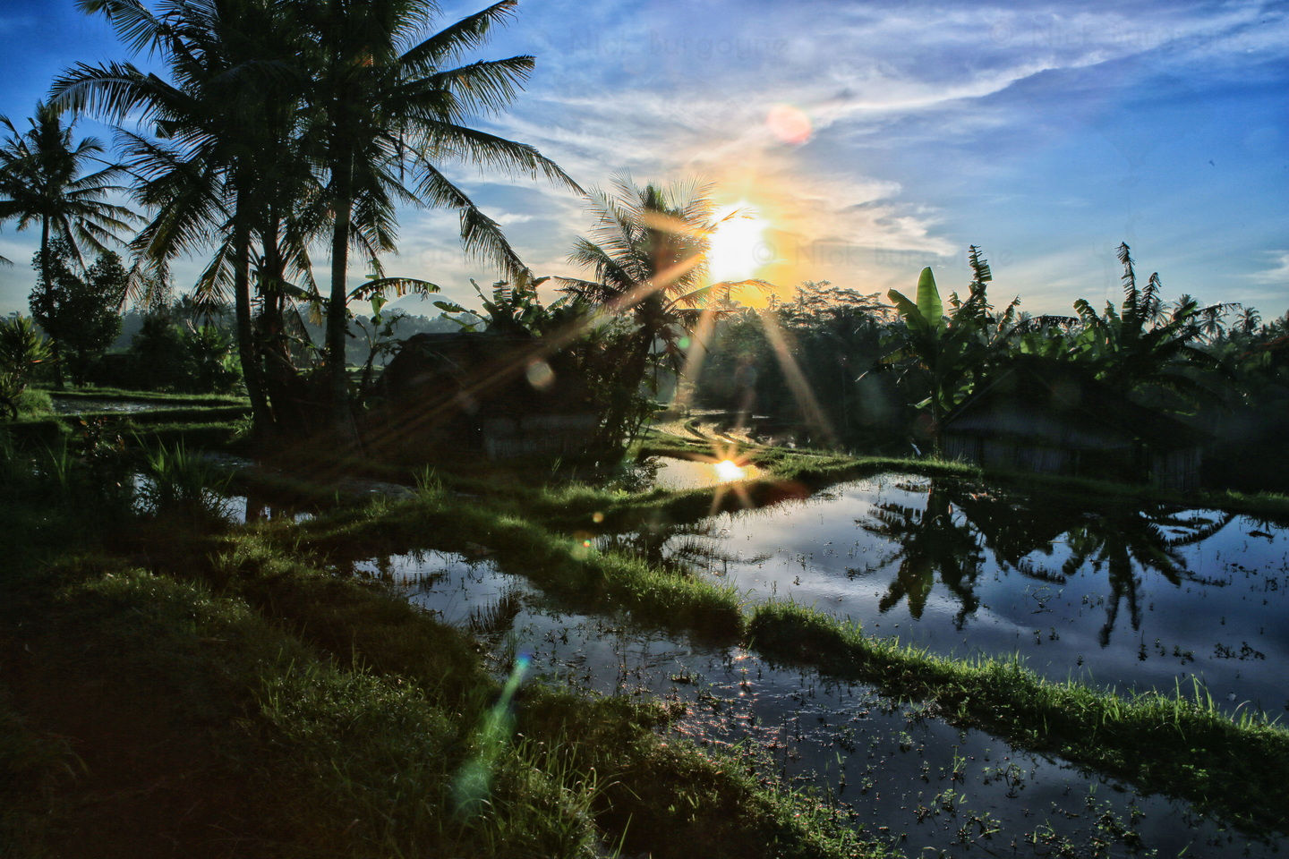 Belayu Starburst Rice Field Sunrise 