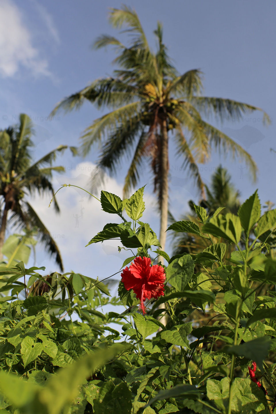 	Hibiscus and Palm - Classic Bali Scene	 