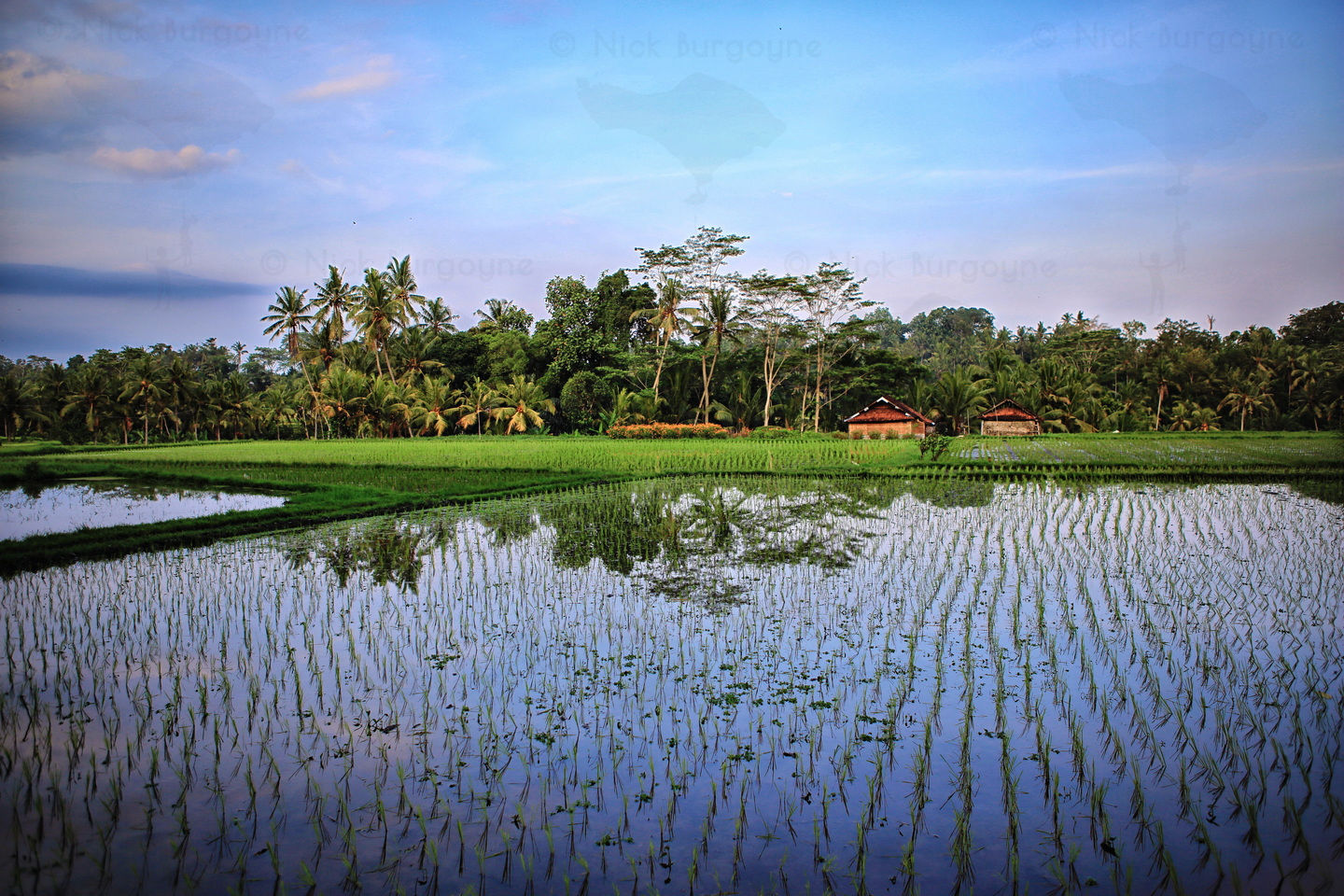 	Classic Bali Scene	 