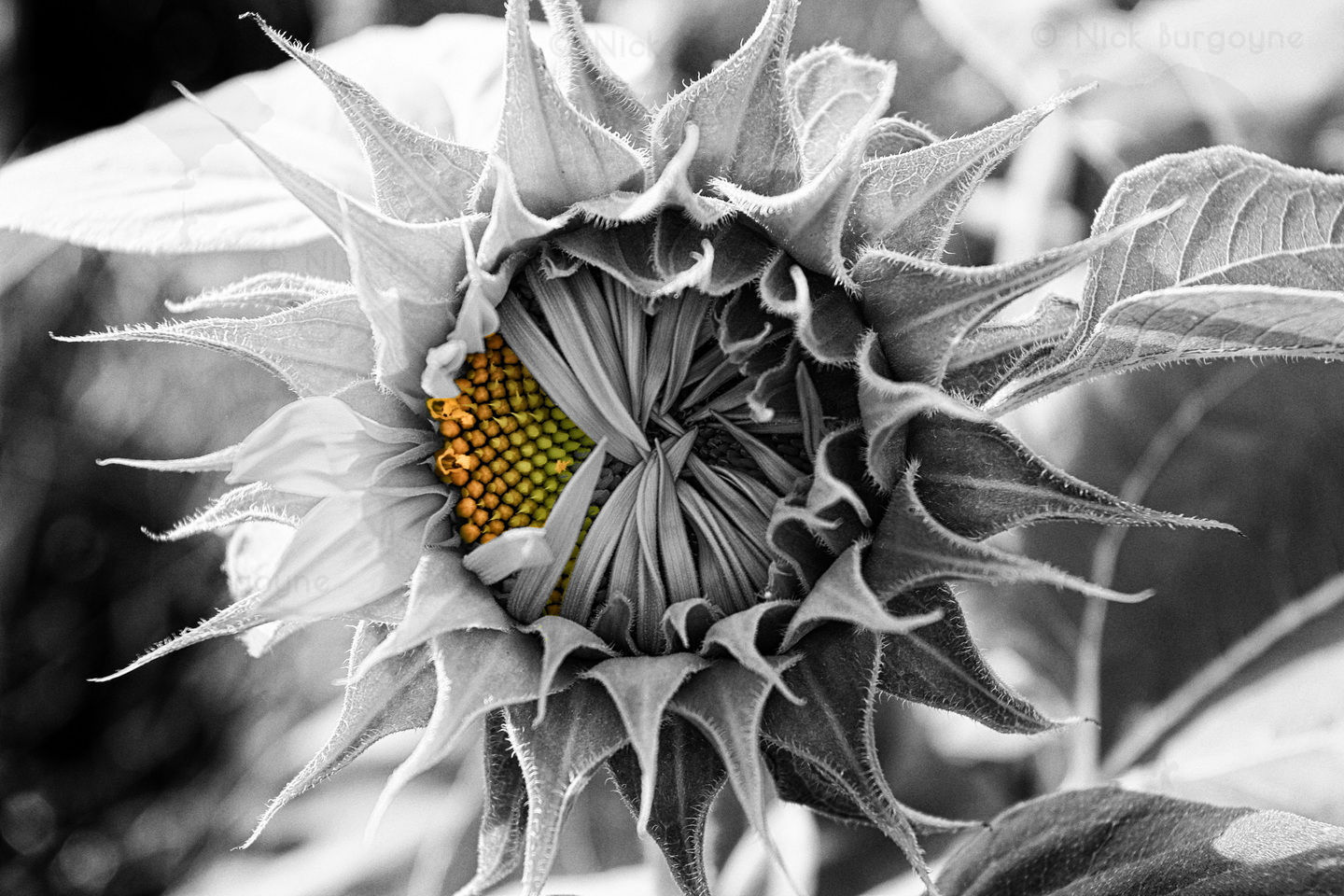 	Sunflower, Desa Tunjuk	 