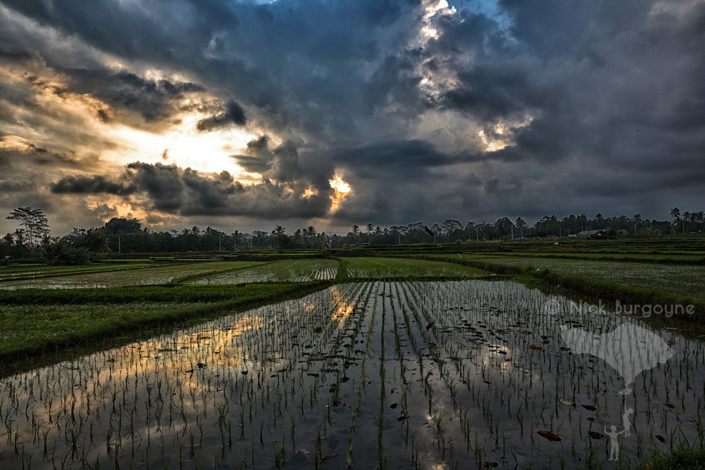 	Lovely Rice Paddy Gentle Sunset 	 